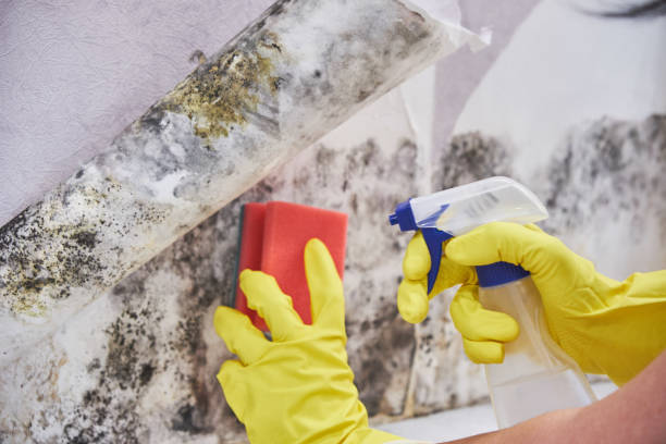 Why You Should Choose Our Mold Remediation Services in Volcano Golf Course, HI